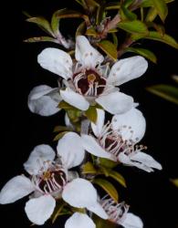 Image: P.B. Heenan © Landcare Research 2015 